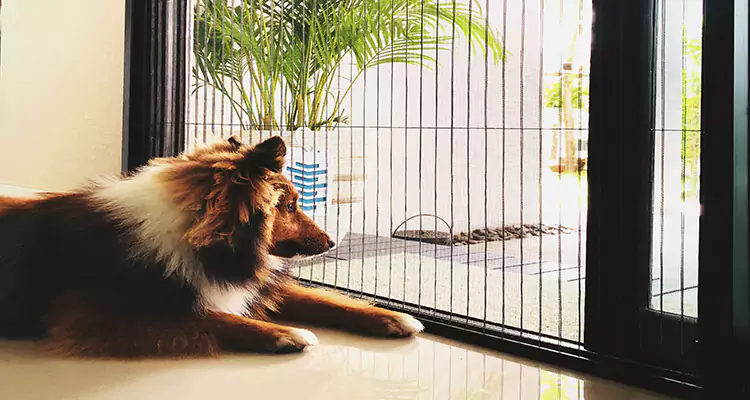 Sliding Screen Pet Door Repair in Sanford, FL