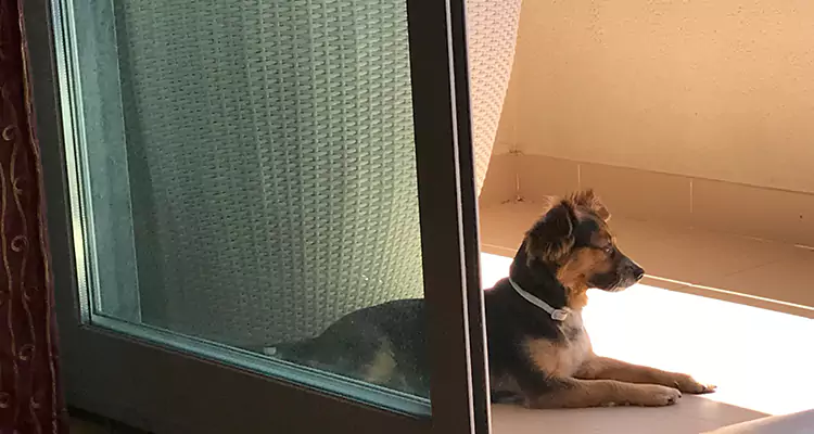 French Door Pet Screen Repair in Sanford, FL